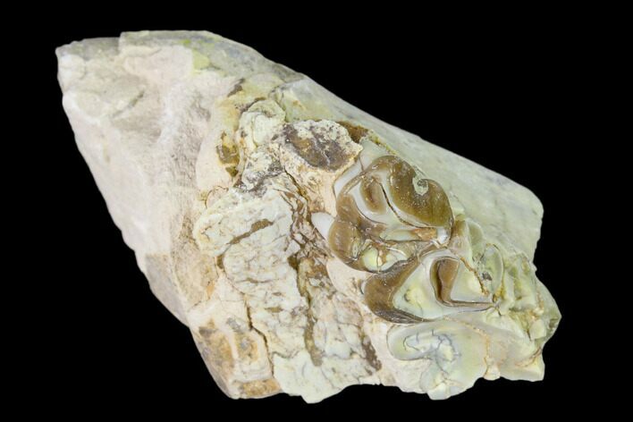 Oreodont (Merycoidodon) Jaw Section - South Dakota #136036